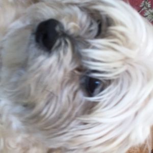 Meet your Posher, Kj